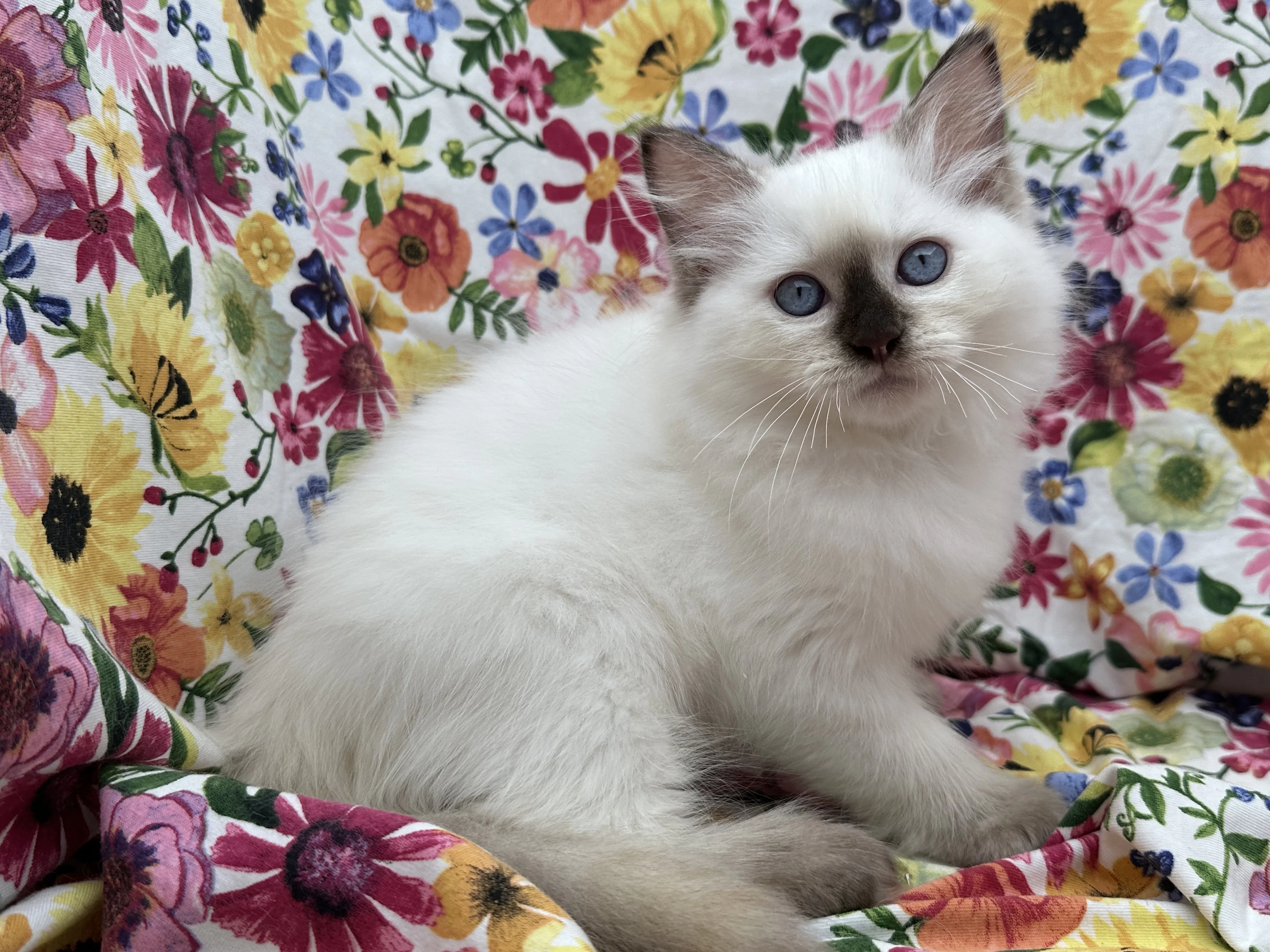 Twirl N Swirl Main Photo